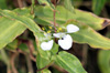 Fleur Commelina benghalensis