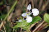 Fleur Commelina benghalensis Linnaeus