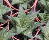 Haworthiopsis limifolia (Marloth) GDRowle