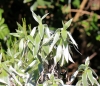 Helichrysum heliotropifolium (Lam.) DC.