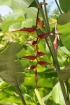 Heliconia chartacea L.