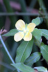 Fleur Ludwigia octovalvis. Herbe bourrique