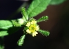 Herbe de Saint-Paul ou Colle-colle. Sigesbeckia orientalis L.
