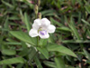 Fleur : Herbe le rail - Asystasia gangetica