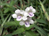 Fleurs : Herbe le rail - Asystasia gangetica