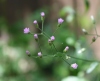 Cyanthillium cinereum (L.) H.Rob. Fleurs.