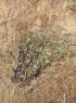 Herbe tourterelle - Trichodesma zeylanicum (Burm. f.) R. Br.