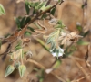 Herbe tourterelle - Trichodesma zeylanicum