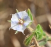 Trichodesma zeylanicum (Burm. f.) R. Br. : Fleur.