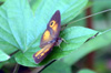 Henotesia narcissus borbonica. Papillon endémique de La Réunion