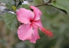 Fleur Hibiscus rosa sinensis