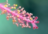 Colonne d'étamines Hibiscus rosa sinensis