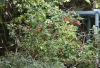 Malvaviscus arboreus, Hibiscus dormant, Hibiscus piment