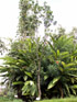 Hibiscus Boryanus, Foulsapate marron ou Mahot bâtard