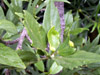 Hibiscus Boryanus, Foulsapate marron ou Mahot bâtard : Feuilles