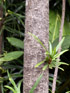 Hibiscus Boryanus, Foulsapate marron ou Mahot bâtard : Tronc