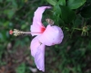 Fleur Hibiscus genevii