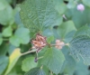 Hibiscus ovalifolius (Forssk.) Vahl.