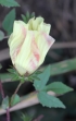 Hibiscus surattensis L. Fleur.