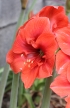 Hippeastrum, à fleurs rouges