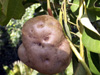 Hoffe ou pomme en l'air Dioscorea bulbifera