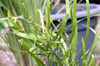 Plante ruban. Muehlenbeckia platyclada.