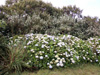 Hortensia, rose du Japon. Hydrangea macrophylla