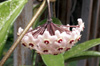 Hoya carnosa. Fleur de porcelaine ou fleur de cire.