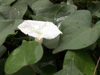 Fleur Liane Manche de Vierge. Ipomoea alba