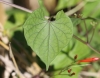 Ipomoea hederifolia L.