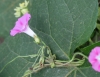 Ipomoea purpurea (L.) Roth.