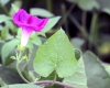 Ipomoea purpurea (L.) Roth. Fleur et feuille.