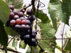 Vigne isabelle, vigne américaine ou Vigne-framboisier. Vitis labrusca