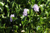 Jacinthe d'eau Eichhornia crassipes