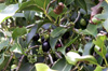Jamblon ou jamelonier. Syzygium cumini. Fruit La Réunion.