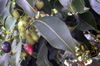 Jamblon ou jamelonier. Syzygium cumini Fruit La Réunion.