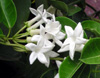 Jasmin de Madagascar ou liane de cire. Marsdenia floribunda (Brongn.) Schltr.