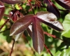 Jatropha gossypiifolia L. Feuille.