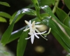Jumellea fragrans (Thouars) Schltr.