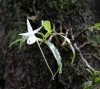 Jumellea fragrans (Thouars) Schltr.