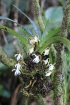 Jumellea triquetra (Thouars) Schltr.