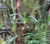 Jumellea triquetra (Thouars) Schltr.