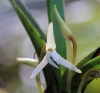 Jumellea triquetra. Orchidée endémique de La Réunion.