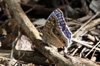 Junonia rhadama, Papillon Bleu