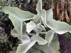 Kalanchoe à feuilles de chênes. kalanchoe beharensis