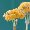 Kalanchoe blossfeldiana. Fleurs jaunes.