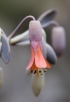 Fleur Kalanchoe laxiflora Baker.