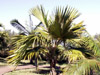 Latania lontaroides (Gaertn.) H.E. Moore, Latanier rouge, palmier endémique La Réunion