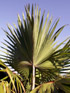 Latania lontaroides (Gaertn.) H.E. Moore, Latanier rouge, palmier endémique La Réunion