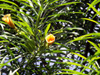 Fleurs Thévétia du Pérou, laurier jaune ou bois de lait. Thevetia peruviana